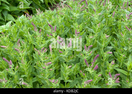 Salvia nemorosa Stockfoto