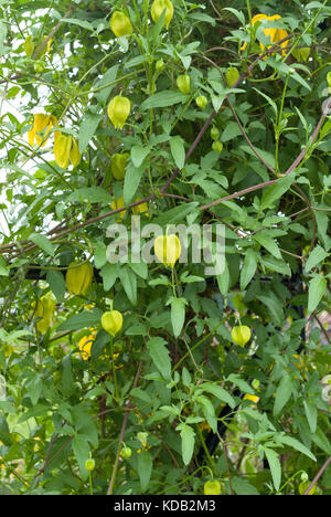 Bill MacKenzie Tangutica Clematis tibetana Stockfoto