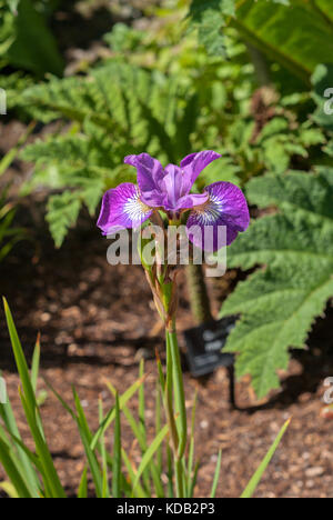 Iris pumila Sekt Rose Stockfoto