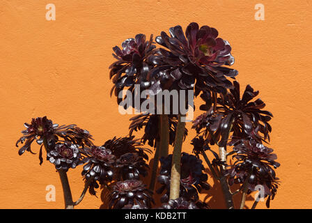 Aeonium Arboreum 'Atropurpureum' Stockfoto