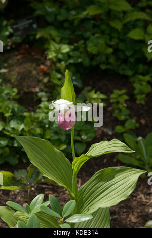 Cypripedium reginae Stockfoto