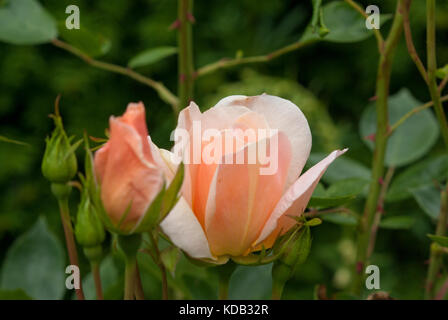 Rose Gärtner Freude Stockfoto