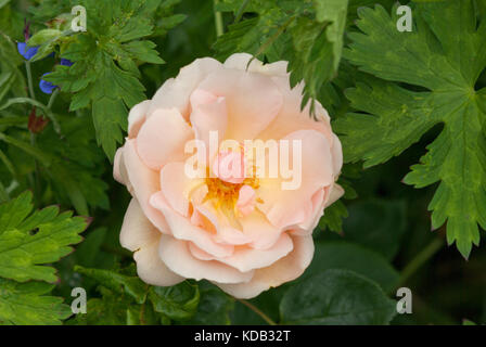 Rose Gärtner Freude Stockfoto