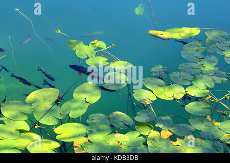 Gewässer mit Fisch und Vegetation der Nationalpark Krka Kroatien Stockfoto