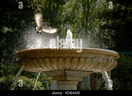 Alameda Apodaca (1926) - Brunnen, Cadiz, Andalusien, Spanien, Europa Stockfoto