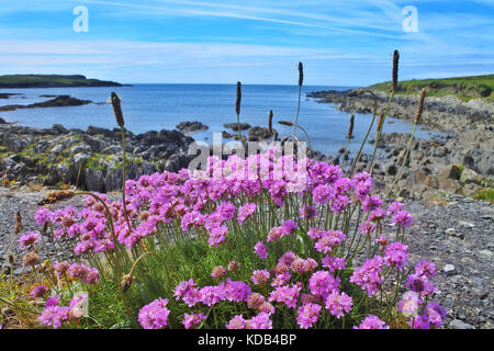 Sea Pinks, Cahermore, County Cork, Irland - John Gollop Stockfoto