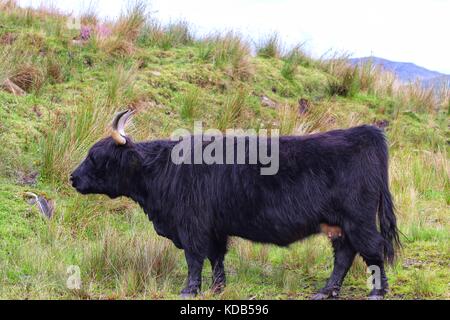 Highland Cattle in Schottland, Highlands Stockfoto