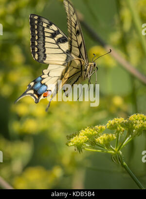 Schwalbenschwanz Schmetterling im Flug Landung auf einer Blume Stockfoto