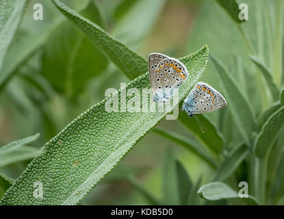 Zwei gossamer - winged Schmetterlinge auf Salvia Stockfoto