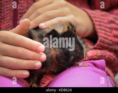 Junge Meerschweinchen in den Händen eines Kindes Stockfoto