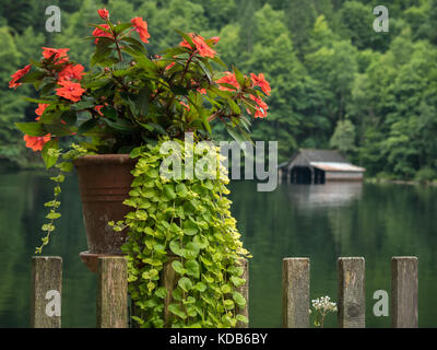 Nahaufnahme von roten Blüten in einen Topf vor einem See Stockfoto