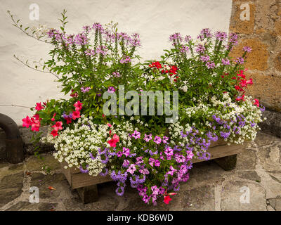 Verschiedene Blumen in einem hölzernen Blumen Kiste in Bad Aussee (Österreich) Stockfoto