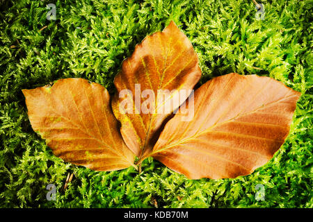 Buchenblätter im Herbst Farben auf natürlichem Grün bemoosten Hintergrund. Blick von oben auf die drei getrockneten fagion sylvaticae braune Blätter liegen auf Moss. Stockfoto