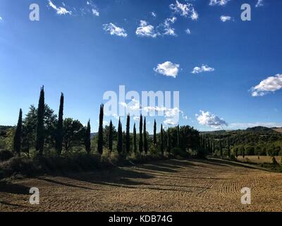 Typische Country Road in der Toskana, Italien, mit Zypressen entlang der Felder ausgerichtet Stockfoto