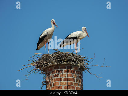 Zwei Weißstörche in einem Nest auf einem Kamin an einem sonnigen Tag Stockfoto