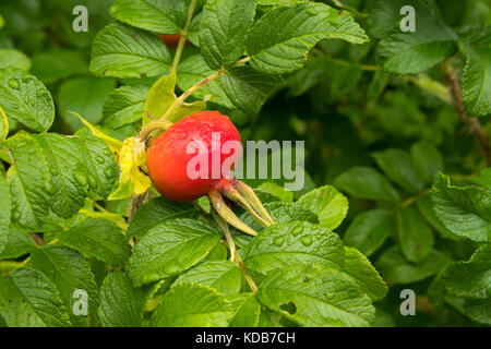 Obst Nahaufnahme von einem roten Apfel rose grüne Blätter Stockfoto