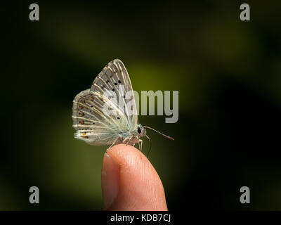 Nahaufnahme eines kleinen Schmetterlings ruht auf fingertip eines Kindes Stockfoto