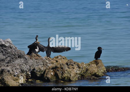 Kormoran Vögel auf Felsen mit ausgebreiteten Flügeln auf Anna Maria Island, Florida Stockfoto