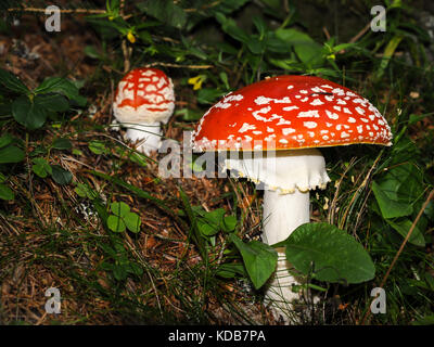 Nahaufnahme von zwei bunte Fliegen blätterpilze auf Waldboden Stockfoto