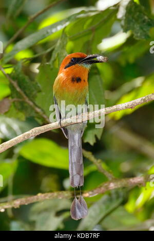 Eine breite in Rechnung gestellt wird, motmot, Elektron platyrhynchum, mit einer Zikade in ihren Mund. Stockfoto