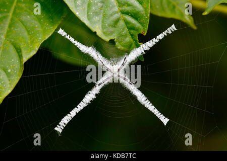 Eine silbrige Tropischen Orb-weben Spinne auf ihrem Kreuz web. Stockfoto