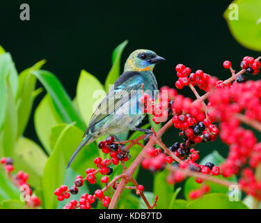 Ein goldenes - hooded Tanager, Tangara larvata, nahrungssuche für Obst. Stockfoto