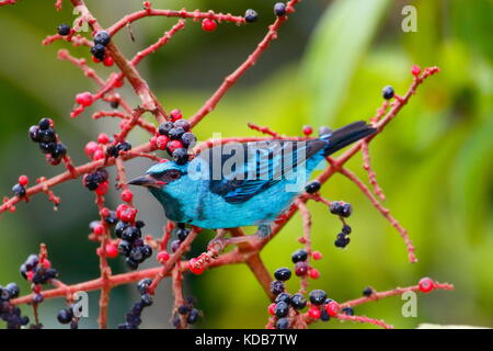 Eine blau oder türkis, dacnis honeycreeper Dacnis cayana, Nahrungssuche auf melastome Obst. Stockfoto