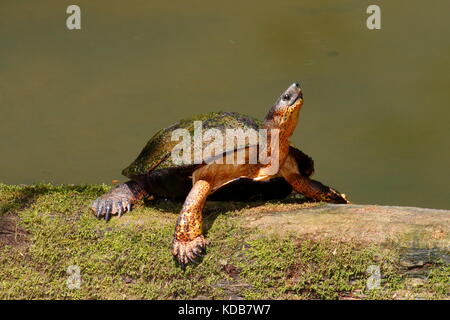 Ein Black river Schildkröte, Rhinoclemmys funerea, oder schwarzem Holz Schildkröte Sonnenbaden auf einen umgestürzten Baum. Stockfoto