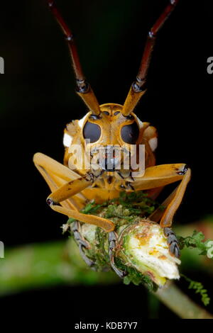 Ein Flachbild-longhorn Käfer krabbelte auf einem Zweig konfrontiert. Stockfoto