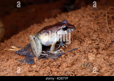 Eine Craugastor Fitzingeri oder gemeinsamen Regen Frosch, hopping auf den Waldboden. Stockfoto