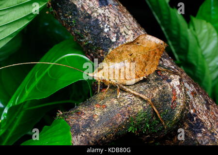Eine Nahaufnahme von einem toten Blatt katydid nachahmen, tettigoniidae Arten. Stockfoto