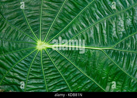 Muster der grünen Blattadern Spirale in Richtung der Kanten. Stockfoto