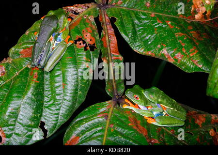 Red-eyed Tree frogs, Agalychnis callidryas, ruht auf Pflanzen in der Nähe von regen Pools in der Nacht. Stockfoto