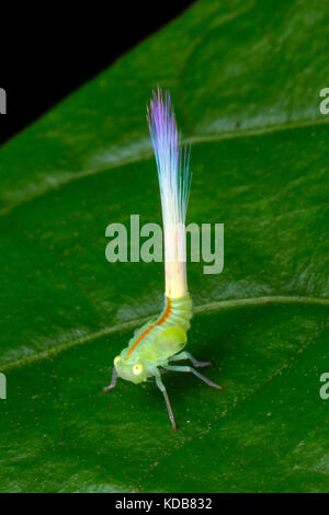 Eine Nogodinid hemipteran leafhopper Nymphe Sitzstangen auf ein Blatt. Stockfoto