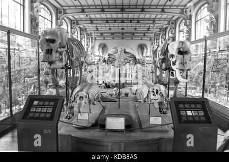 Die Galerie für Paläontologie und vergleichende Anatomie, Paris. Stockfoto