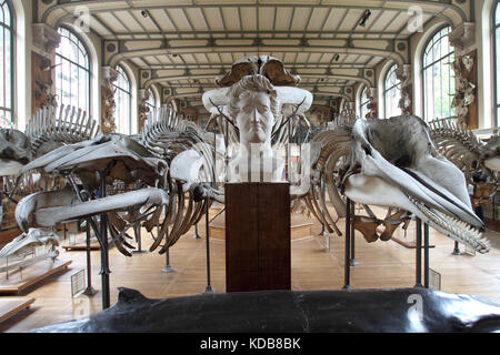 Die Galerie für Paläontologie und vergleichende Anatomie, Paris. Stockfoto