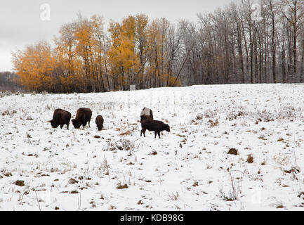 Eine Bande von Brown bison auf Gras draußen im Schnee munching, mit Herbst orange Bäume und eine Winterlandschaft bei Elk Island Park in Alberta, Kanada Stockfoto