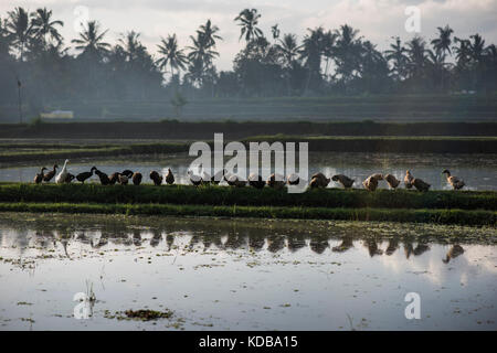 Reihe von Enten in einem Reisfeld von Ubud, Bali, Indonesien. Stockfoto