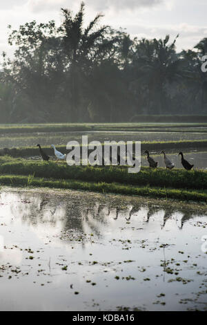 Reihe von Enten in einem Reisfeld von Ubud, Bali, Indonesien. Stockfoto