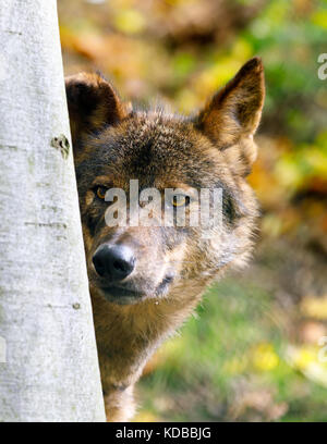 Iberischen Wolf (Canis lupus Signatus) bewohnt die Wälder und Ebenen in Spanien und Portugal Stockfoto