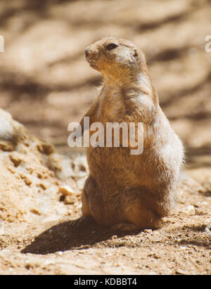 Porträt von.. Gattung Cynomys. Stockfoto