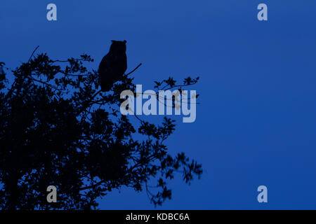 Uhu/europäischer Uhu (Bubo bubo) Nachts, thront hoch oben in einem Baum, gegen den dunkelblauen Himmel, Jagd, Wildtiere silhouetted, eu Stockfoto