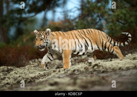 Königlicher Bengaler Tiger / Königstiger ( Panthera tigris ), Spaziergang am Waldrand, in schöner Umgebung, Ganzkörperansicht von der Seite, beeindruckendes Tier Stockfoto