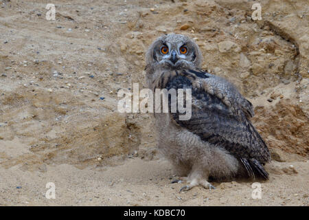 Uhu/europäischer Uhu (Bubo bubo), kleine Küken, Owlet in Sandkasten, suchen, Mauser Gefieder, Wildlife, Europa. Stockfoto