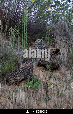 Eurasischen Uhus/uhus (Bubo bubo) in trockenem Gras sitzen in einer Steigung einer Kiesgrube, in der Dämmerung, Nightfall, orange leuchtenden Augen, Wildlife, Europa. Stockfoto