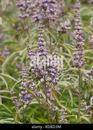 Vitex agnus-Castus, auch genannt vitex, keusch Baum, chasteberry, Abrahams Balsam, lila Chastetree oder Mönchspfeffer Stockfoto