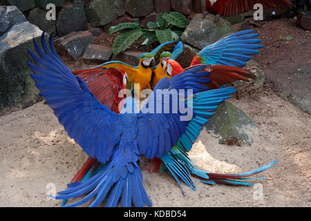 Kampf gegen rot-grünen Aras (Ara chloropterus), Blau-gelb Aras (Ara Ararauna), Hyazinthara (Anodorhynchus hyacinthinus), Iguazu National Stockfoto