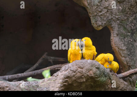 Golden Sittich oder golden Sittiche (Guaruba guarouba), die in einem Baum Loch, Iguazu National Park, Parana, Brasilien Stockfoto