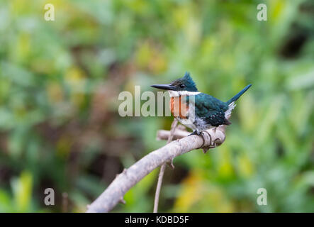 Green Kingfisher (chloroceryle americana) auf einem Zweig sitzen, Pantanal, Mato Grosso, Brasilien Stockfoto