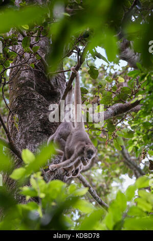 Northern muriqui (brachyteles hypoxanthus), kritisch bedrohte, caratinga, Minas Gerais, Brasilien Stockfoto